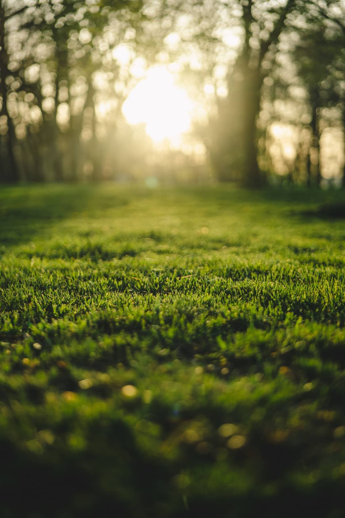 Close-up of healthy green grass